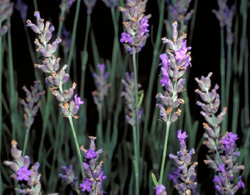 PUNTO VISUALMENTE ANAT&Oacute;MICO