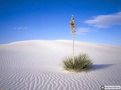 LA CREACI&Oacute;N QUE PURIFICA